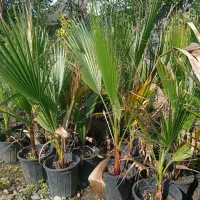 پالم واشنگتن