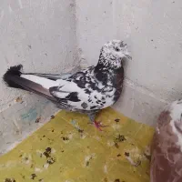 کفتر خوب|حیوانات|اسلام‌شهر, شهرک واوان|دیوار