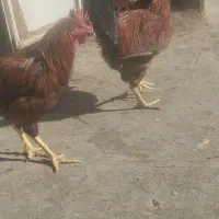 ۳ خروس و یک مرغ|حیوانات مزرعه|تربتحیدریه, منظر|دیوار