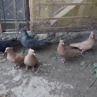 کبوتر زرد زاغ