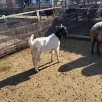 دو راس بزغاله نر و ماده سالم