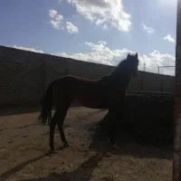 کره مادیان|اسب و تجهیزات اسب‌سواری|سبزوار, قصبه شرقی|دیوار