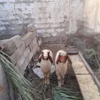 سلام علیکم  بر خوب  اصلی  عراق