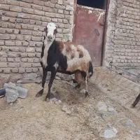 قوچ پلنگی درجه ۱ بی گوش