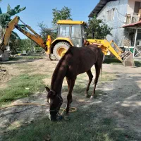 مادیان نژاد عرب|اسب و تجهیزات اسب‌سواری|دالخانی, |دیوار