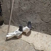 کفتر