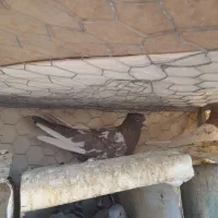 فروش کبوتر کله سرخ وسینه سیاه وپلاکی|پرنده|سمیرم, |دیوار