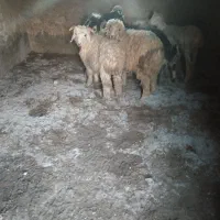 بره نر و ماده سبک نژاددار بردسیر