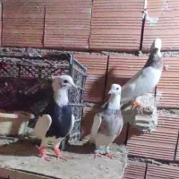 تعداد رنگی نر