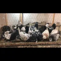 دسته ۲۰ تایی سینه و ساده و طوقی رنگه