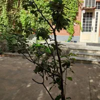 سوییت روزانه وکوتاه مدت