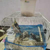 جوجه عروس هلندی یکماهه