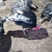 7بوقلمون یک نرو و6ماده تخم گذارند چندم غ وخروس|حیوانات مزرعه|خلیل شهر, |دیوار