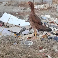 مرغ لاری 8ماه وارداتی