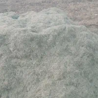 کاه ماش