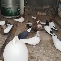 کبوتر جوجه کشی مرغ با خروس لاری