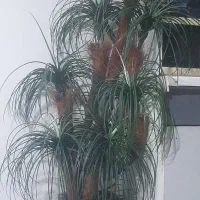 گلدان نخل بزرگ