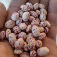 لوبیا چیتی بوجاری شده|عمدهفروشی|سبزوار, قصبه غربی|دیوار