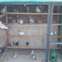 کبوتر همه رنگ
