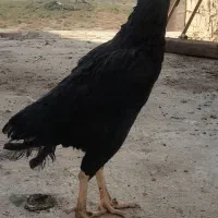 مرغ لاری مشکی|حیوانات مزرعه|خاوران, |دیوار