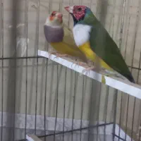 زیباتر از نقاشی پرنده ای رویایی