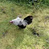 مرغ و خروس اصیل و زیبا