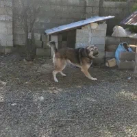 سگ سرابی ۲ساله