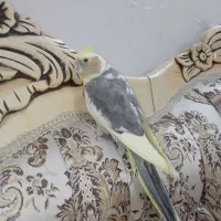 عروس هلندی|پرنده|مشهد, گلبرگ شمالی|دیوار