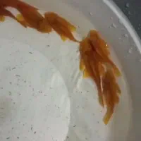 کت پوزه بوته ای. کت فیش|ماهی|شاهین‌شهر, خانه کارگر|دیوار