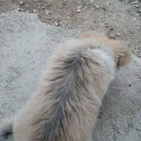 معاوضه سگ شیتزو با خروس لاری