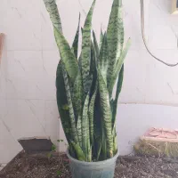 گل و گیاه سانسوریا ابلق|گل و گیاه طبیعی|اهواز, سیصد دستگاه|دیوار