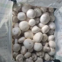 قارچ|خوردنی و آشامیدنی|اصفهان, بهارستان|دیوار
