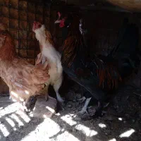 فروش ۴عددمرغ ویک خروس سیاه نژاددار