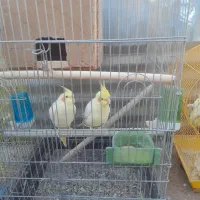 عروس هلندی|پرنده|اقبالیه, |دیوار