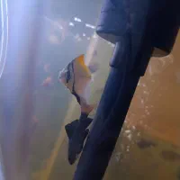 انجل مونو زرد