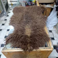 پوست گوسفندی سایز بره ب