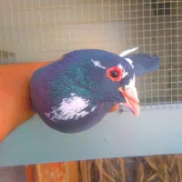 نر بدون هیچ مشکلی|پرنده|کرمان, |دیوار