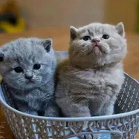 دنیای گربه های اصیل (پرشین بریتیش اسکاتیش رگدال)|گربه|اصفهان, جلفا|دیوار