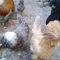 مرغ کرچ خریدارم|حیوانات مزرعه|قم, باجک یک|دیوار