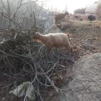 یه عدد بز دوساله یه بزغاله