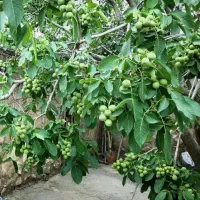 گردو دیرگل و زودبارده|خدمات باغبانی و درختکاری|هشترود, |دیوار