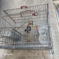 سهره