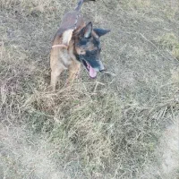 سگ مالینیوز|سگ|جیرفت, |دیوار