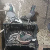 کبوتر پرشی