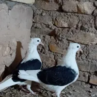 جوجه دوکت مشکلی|پرنده|زارچ, |دیوار