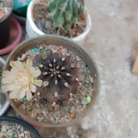 کاکتوس فروش فوری به دلیل مشکلات|گل و گیاه طبیعی|شریفآباد, |دیوار