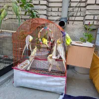 عروس هلندی طوطی برزیلی مرغ عشق