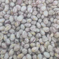 لوبیا چیتی|خوردنی و آشامیدنی|اهواز, ۳۰ متری|دیوار