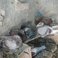 پرنده