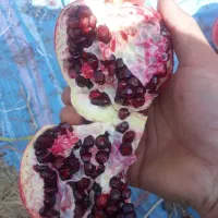 نهال انار رباب|خدمات باغبانی و درختکاری|ری, بی‌بی شهر بانو|دیوار